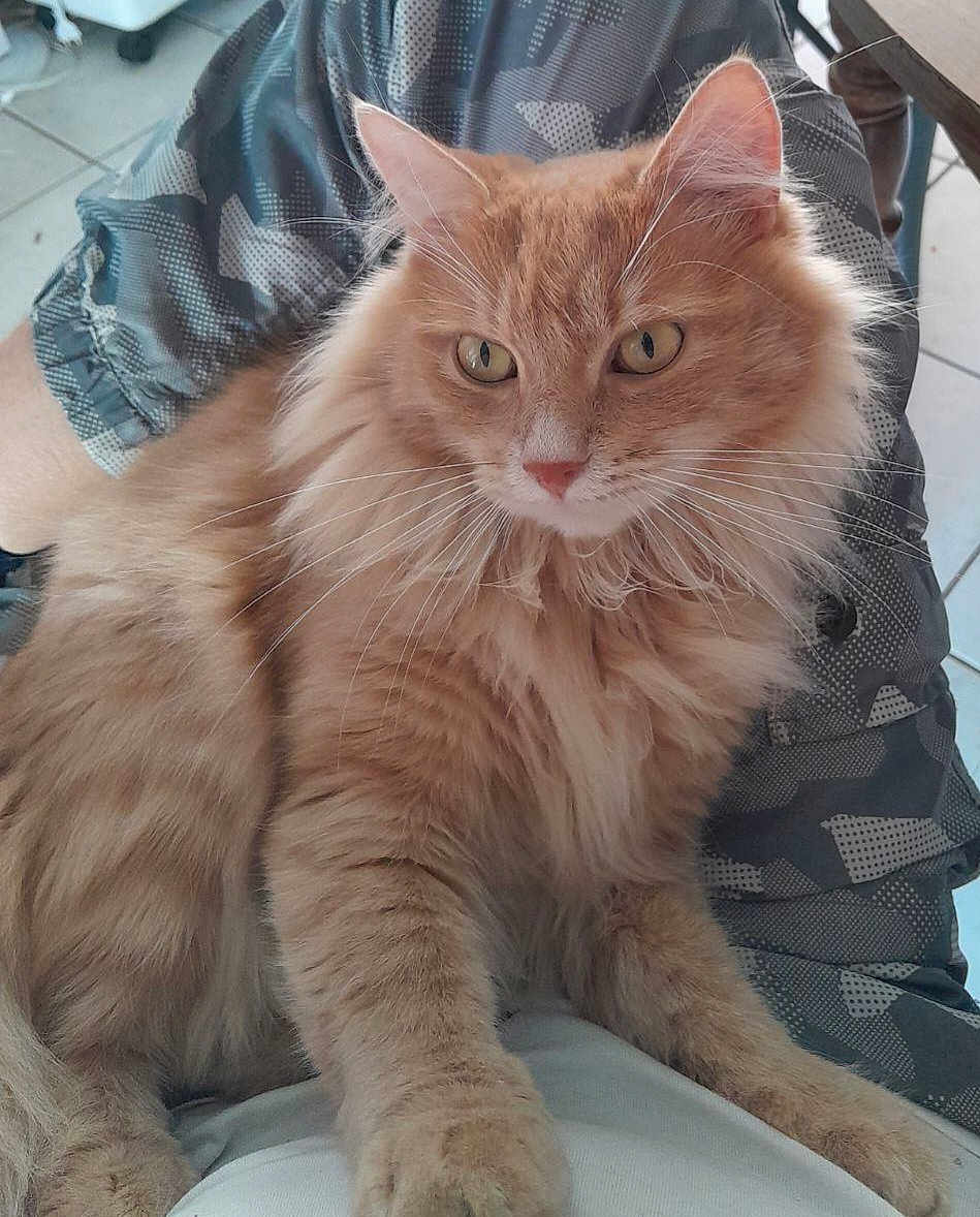 Caramel a rejoint le concours — aidez-le/la à gagner de superbes lots ! animal, camo_pants, cat, close_up, domestic_animal, eyes, floor, fluffy_fur, fur, indoor, lap, legs, mammal, orange_cat, paw, person, pet, relaxing, tile_floor, whiskers