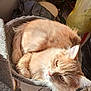 cat, cat_bed, clutter, cozy, curled_up, ears, eye, feline, fur, furniture, household_items, indoor, orange_cat, pet, relaxed, resting, sunlight, tail, tile_floor, whiskers