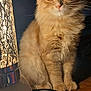 animal, cat, closeup, cozy, decor, domestic_animal, eyes, feline, fluffy, indoor, lamp, light, orange_cat, pet, quiet, shadow, sitting, warm_light, whiskers, wooden_table