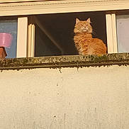 Caramel participe au concours pour gagner de l'argent avec cette photo : architecture, balcony, building, cat, concrete_wall, feline, fluffy, ginger_cat, ledge, looking_up, moss, orange_fur, outdoor_view, pet, planter, portrait, shadow, sill, sunlight, window