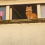 architecture, balcony, building, cat, concrete_wall, feline, fluffy, ginger_cat, ledge, looking_up, moss, orange_fur, outdoor_view, pet, planter, portrait, shadow, sill, sunlight, window