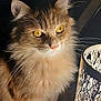 cat, close_up, curious, cute, decor, domestic_animal, feline, fluffy, fur, golden_eyes, indoor, lamp, light, pet, portrait, shadow, sitting, warm_light, whiskers, wooden_surface