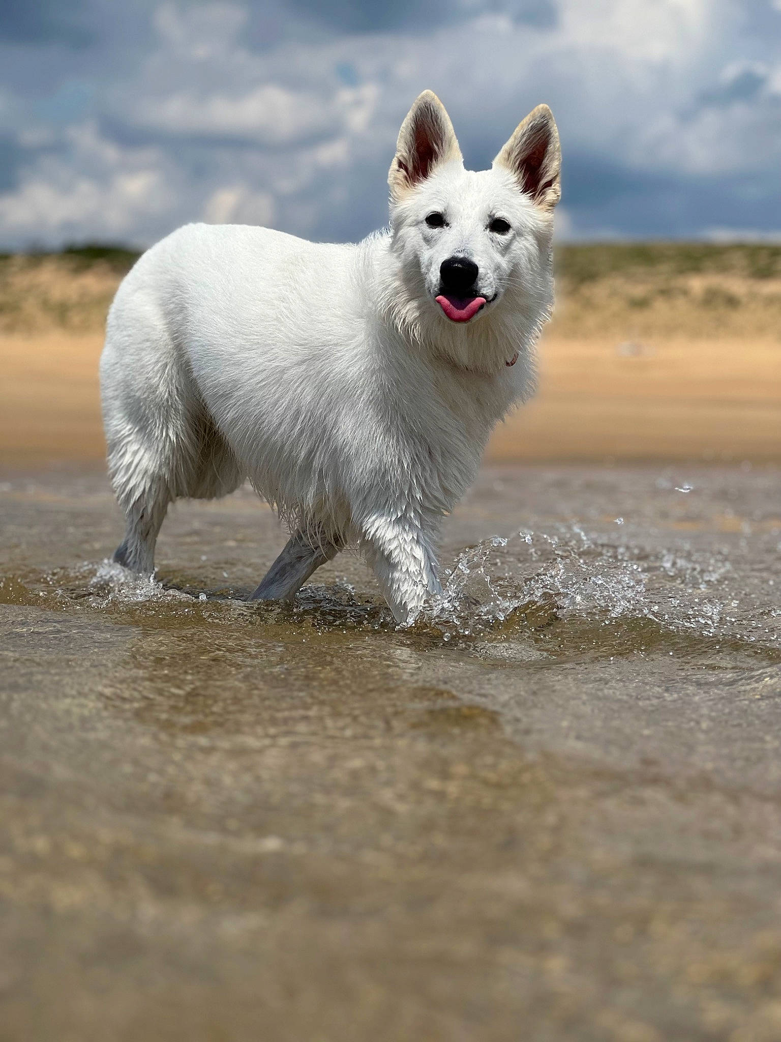 Tiana a rejoint le concours — aidez-le/la à gagner de superbes lots ! beach, body_of_water, canidae, carnivore, cloud, companion_dog, dog, dog_breed, liquid, non_sporting_group, ocean, sporting_group, terrestrial_animal, water, working_dog