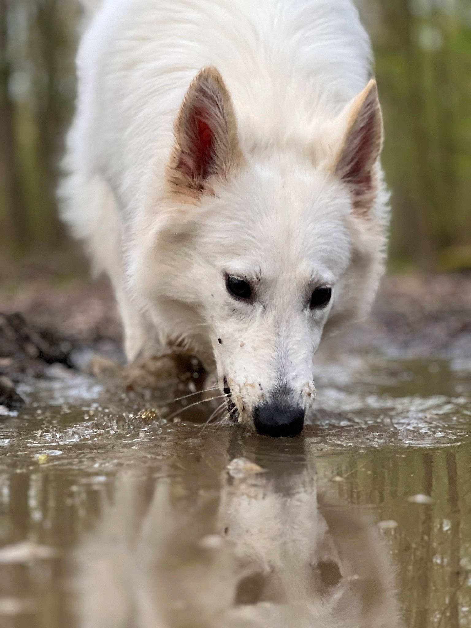 Tiana a rejoint le concours — aidez-le/la à gagner de superbes lots ! canidae, canis, canis_lupus_tundrarum, carnivore, companion_dog, dog, dog_breed, eye, fur, head, liquid, samoyed, snout, sporting_group, terrestrial_animal, volpino_italiano, water, whiskers, working_animal, working_dog