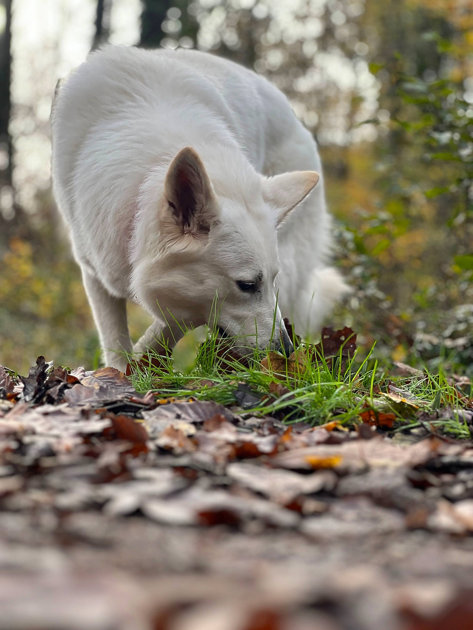Tiana a rejoint le concours — aidez-le/la à gagner de superbes lots ! canidae, carnivore, dog_breed, eye, fawn, felidae, grass, grassland, landscape, livestock, pasture, plant, snout, soil, terrestrial_animal, tree, twig, whiskers, wildlife, wood