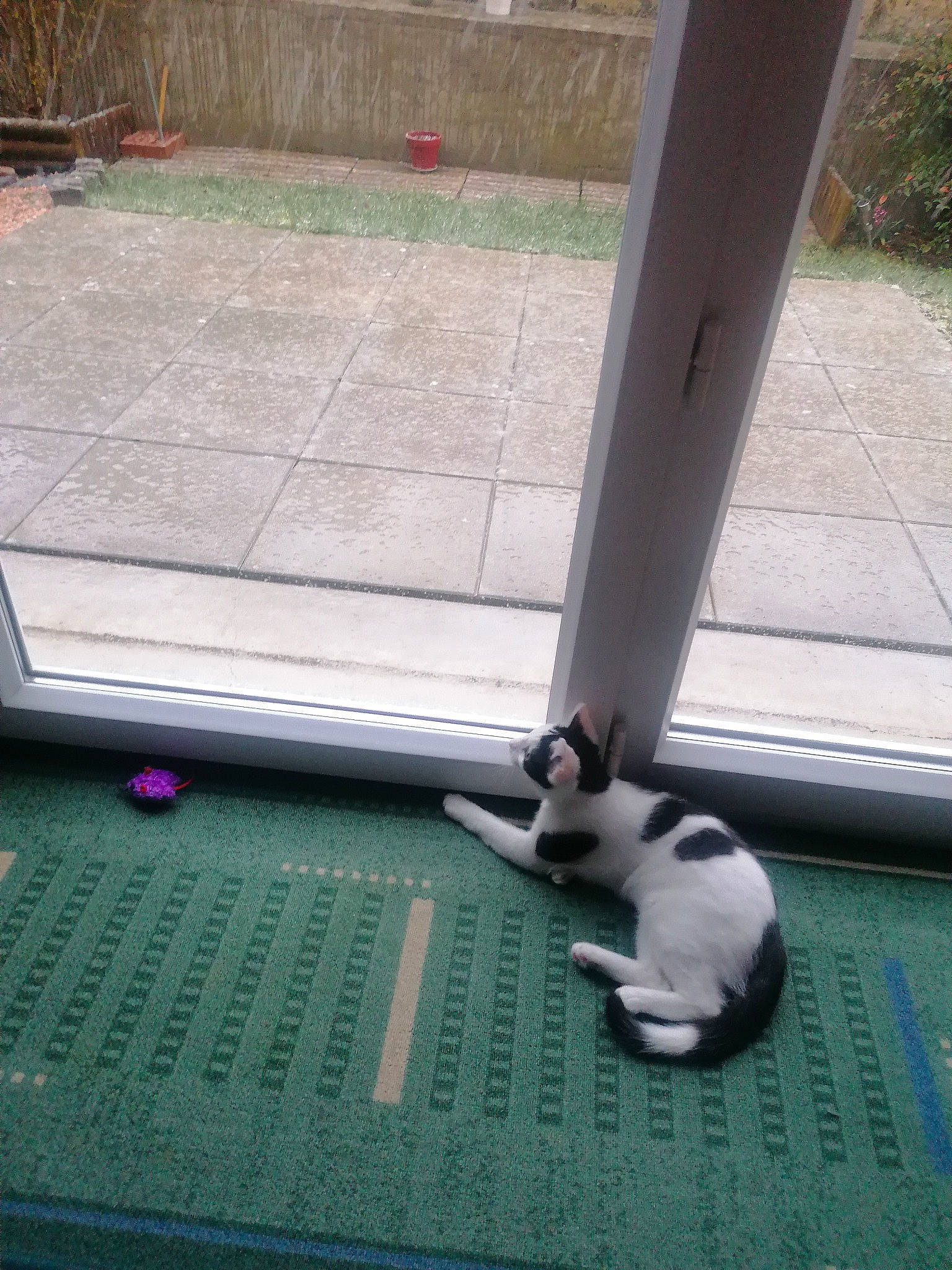 Kalie participe au concours pour gagner de l'argent avec cette photo : carnivore, cat, daylighting, domestic_short_haired_cat, felidae, floor, flooring, fur, grass, line, paw, plant, rectangle, roof, small_to_medium_sized_cats, tail, whiskers, wood