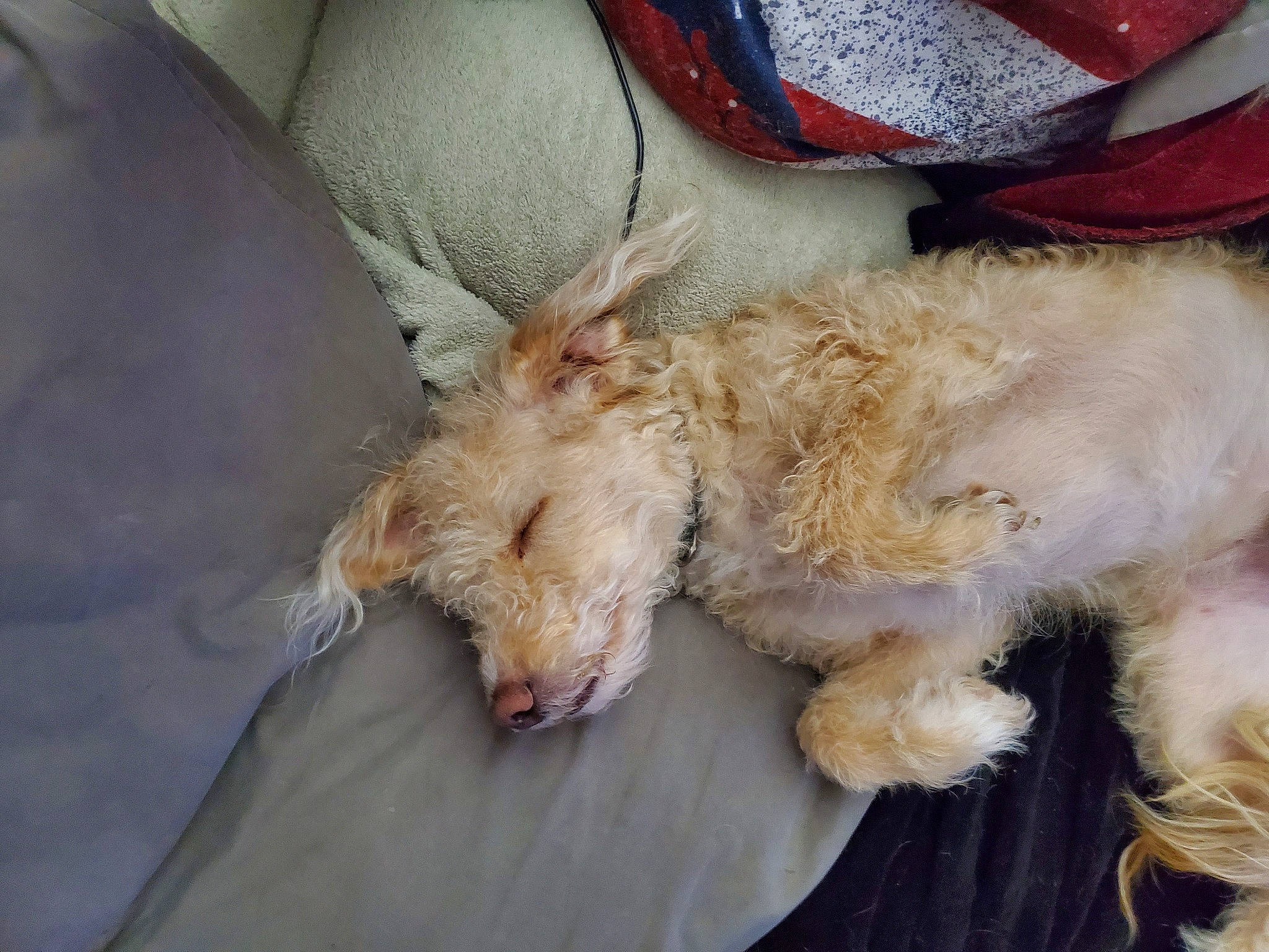 Cosmo joined the competition — help win amazing prizes! canidae, carnivore, cockapoo, companion_dog, dog, dog_breed, fawn, goldendoodle, irish_soft_coated_wheaten_terrier, labradoodle, lagotto_romagnolo, nap, non_sporting_group, poodle, poodle_crossbreed, puppy, schnoodle, sleep, sporting_group, toy_dog