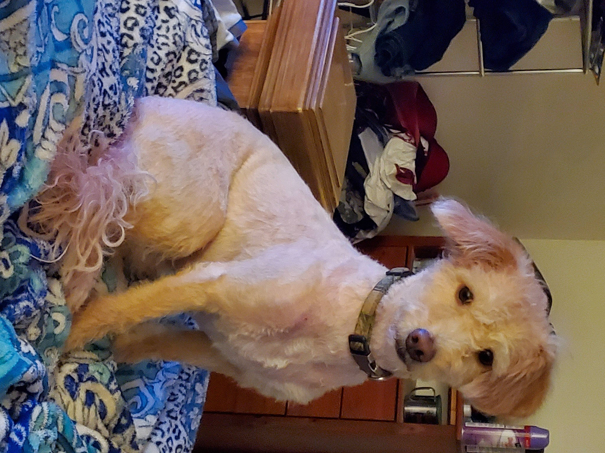 Cosmo joined the competition — help win amazing prizes! canidae, carnivore, companion_dog, dog, dog_breed, puppy_love, snout, sporting_group