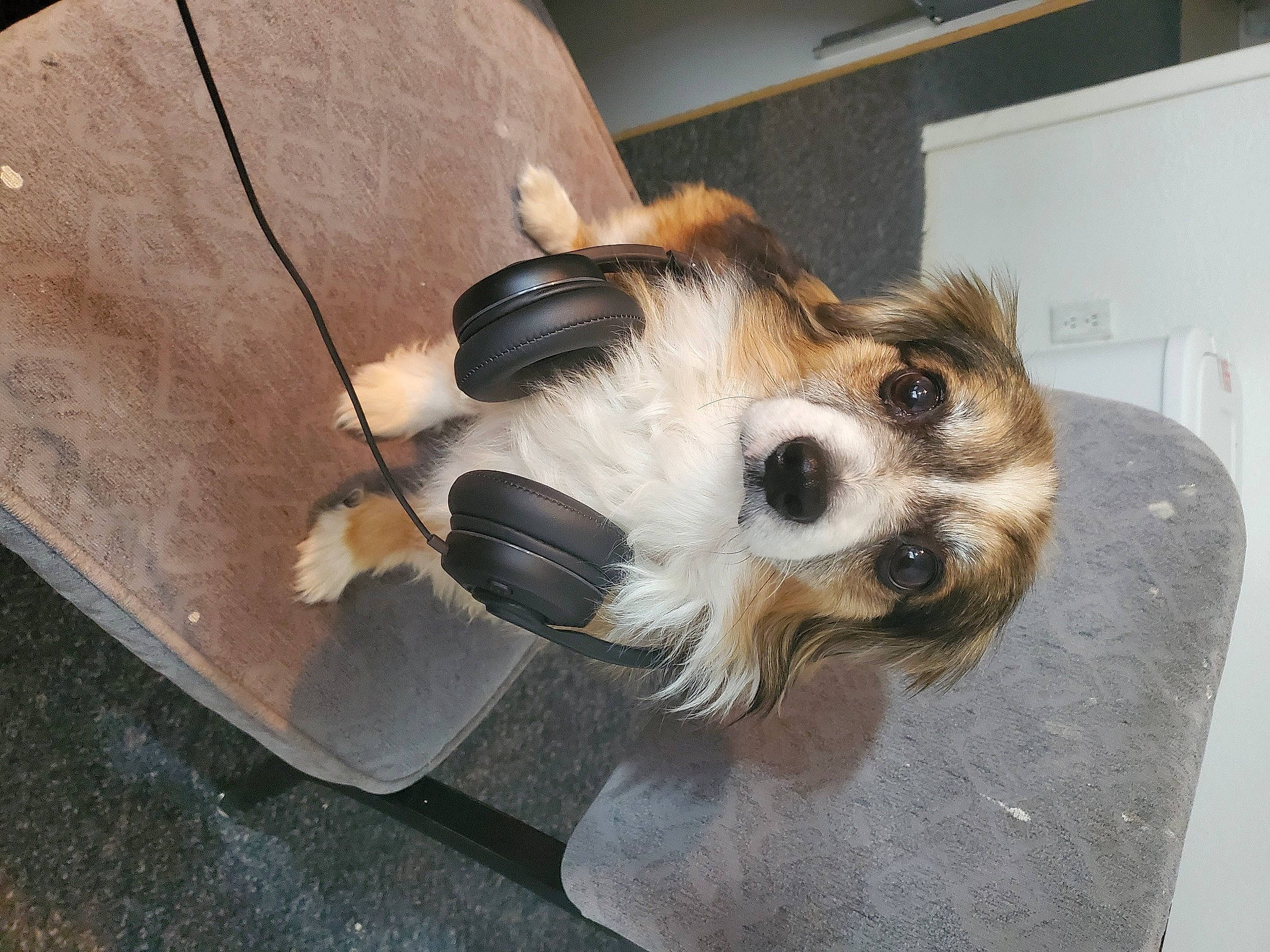 Paws is registered to the contest to win money with this photo: carnivore, collar, companion_dog, dog, dog_breed, dog_clothes, dog_supply, fawn, fur, kitchen_appliance, mammal, paw, pet_supply, small_terrier, snout, sporting_group, terrier, toy_dog, whiskers, working_animal