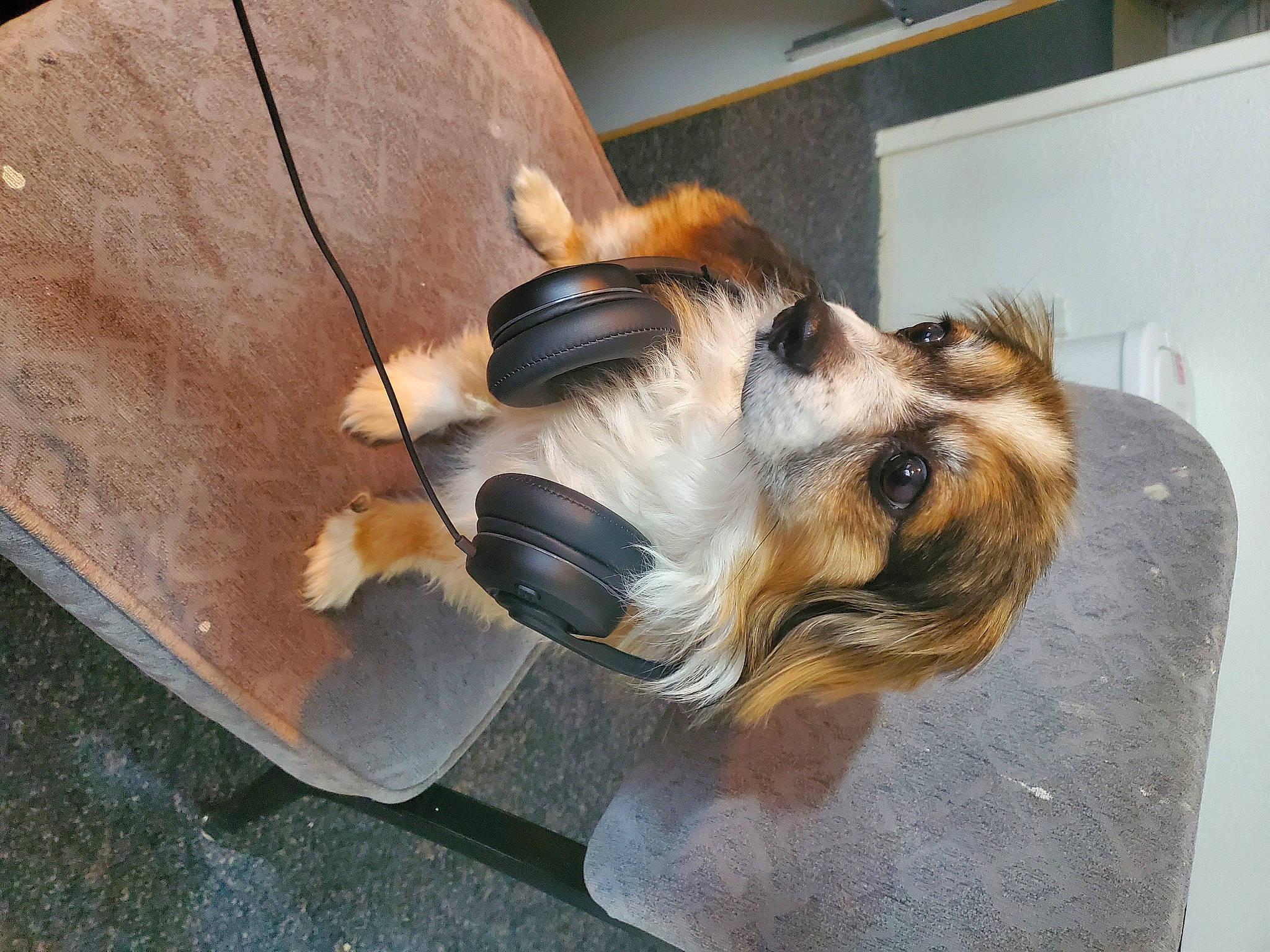 Paws is registered to the contest to win money with this photo: canidae, carnivore, companion_dog, dog, dog_breed, dog_supply, fashion_accessory, fawn, flooring, fur, liver, paw, pet_supply, small_terrier, snout, sporting_group, toy_dog, whiskers, wood, working_animal