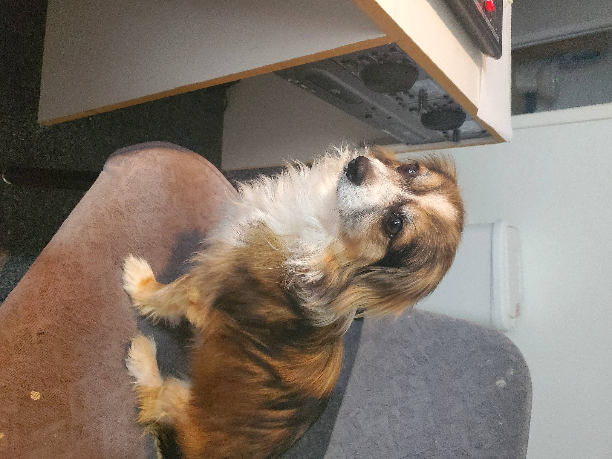 Paws is registered to the contest to win money with this photo: carnivore, claw, comfort, companion_dog, dog, dog_breed, fawn, felidae, flooring, fur, hardwood, home_appliance, kitchen_appliance, paw, room, small_to_medium_sized_cats, snout, tail, whiskers, wood