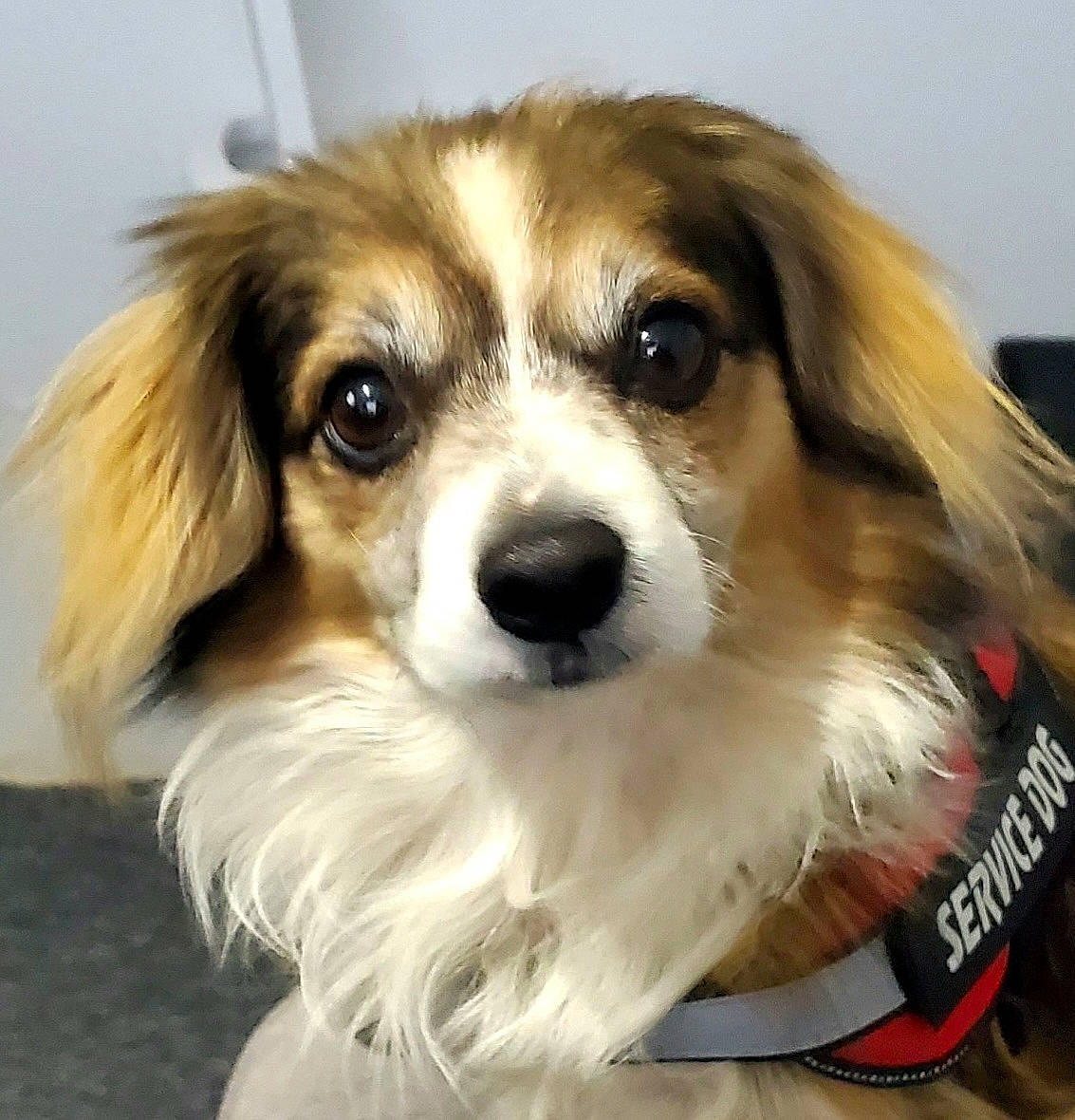 Paws is registered to the contest to win money with this photo: ancient_dog_breeds, canidae, carnivore, companion_dog, dog, dog_breed, fawn, fur, grass, hair, head, iris, puppy, snout, sporting_group, toy_dog, tree, whiskers, working_dog