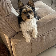 Youki participe au concours pour gagner de l'argent avec cette photo : animal, armchair, beige, companion, corduroy, cozy, cute, dog, ears, floor, friendly, fur, furniture, home, indoor, living_room, looking_at_camera, pet, relaxed, tile