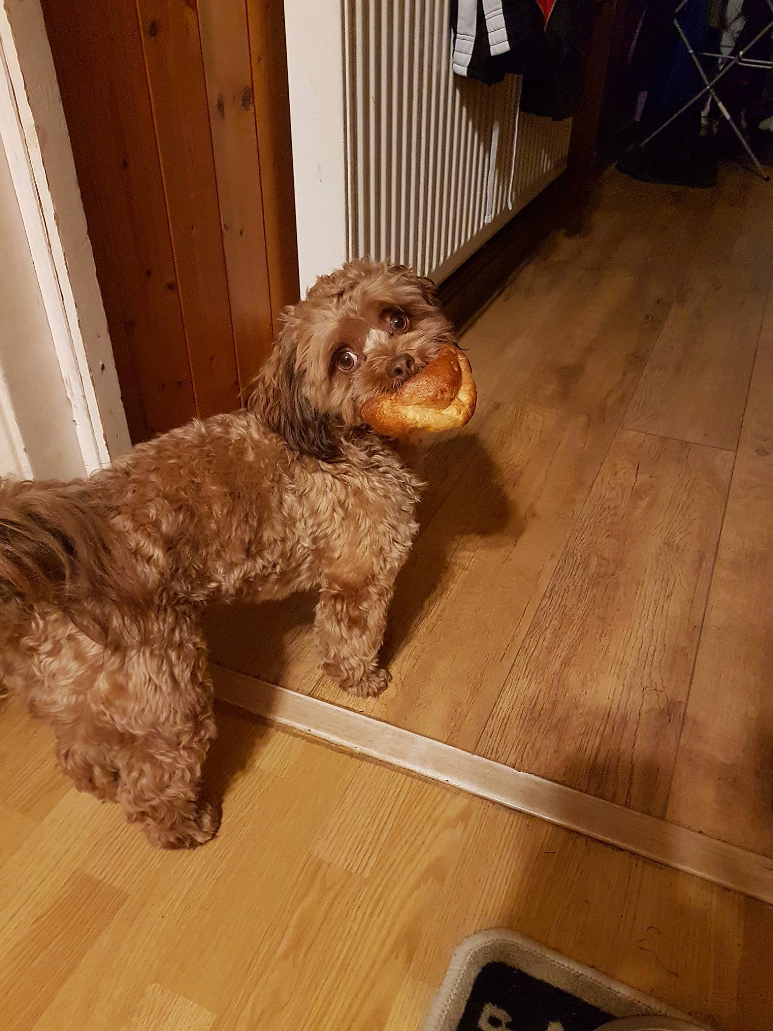 Shelby is registered to the contest to win money with this photo: bolonka, canidae, carnivore, cavapoo, cockapoo, companion_dog, dog, dog_breed, floor, flooring, fur, labradoodle, liver, mammal, poodle_crossbreed, schnoodle, spaniel, spinone_italiano, sporting_group, vertebrate