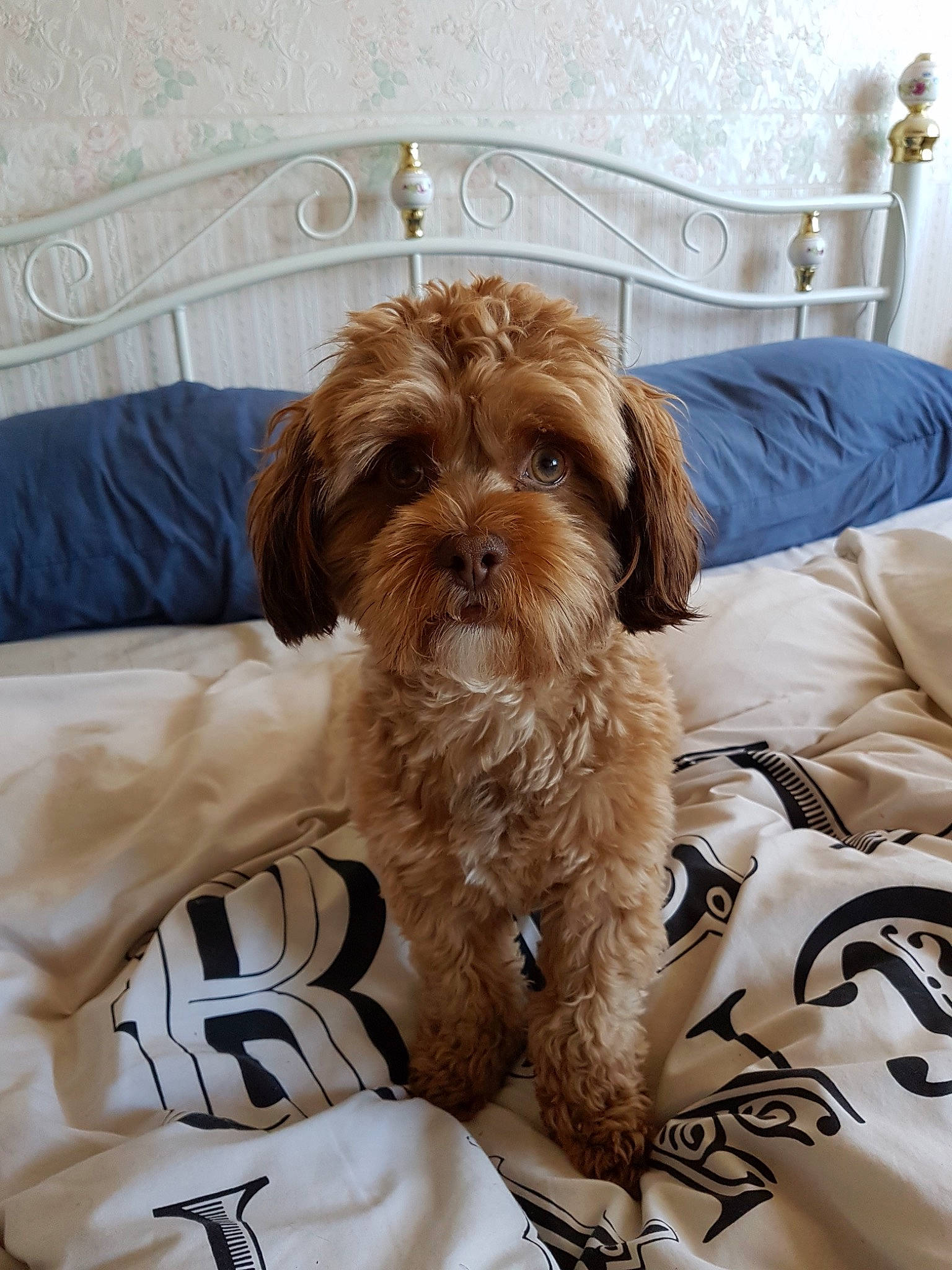 Shelby joined the competition — help win amazing prizes! bolonka, canidae, carnivore, cavachon, cavapoo, cockapoo, companion_dog, dog, dog_breed, havanese, maltepoo, mammal, morkie, poodle_crossbreed, puppy, schnoodle, shih_poo, shih_tzu, vertebrate, yorkipoo