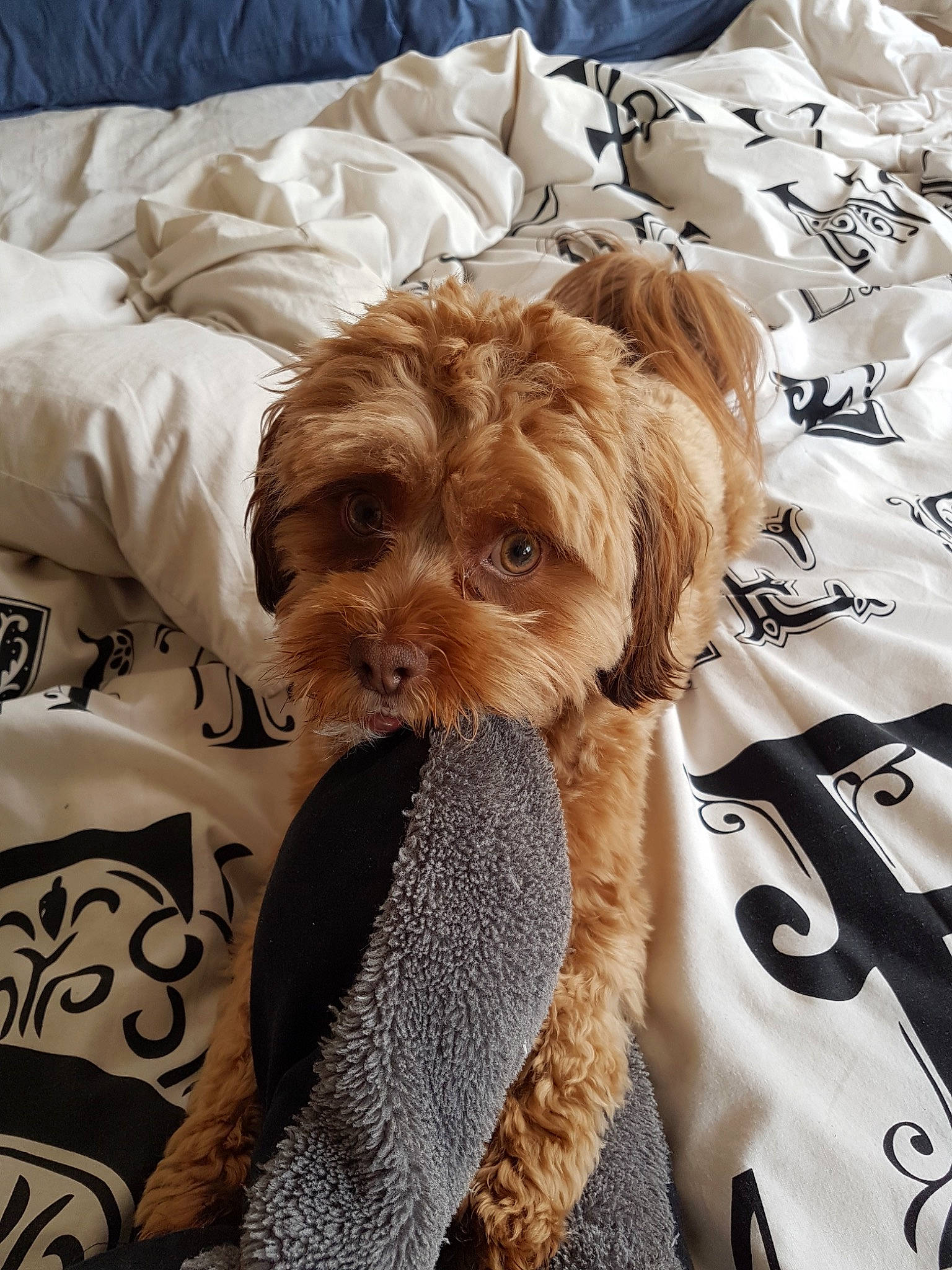 Shelby joined the competition — help win amazing prizes! bolonka, canidae, carnivore, cavachon, cavapoo, cockapoo, companion_dog, dog, dog_breed, goldendoodle, maltepoo, mammal, miniature_poodle, morkie, poodle_crossbreed, puppy, schnoodle, shih_poo, toy_dog, toy_poodle