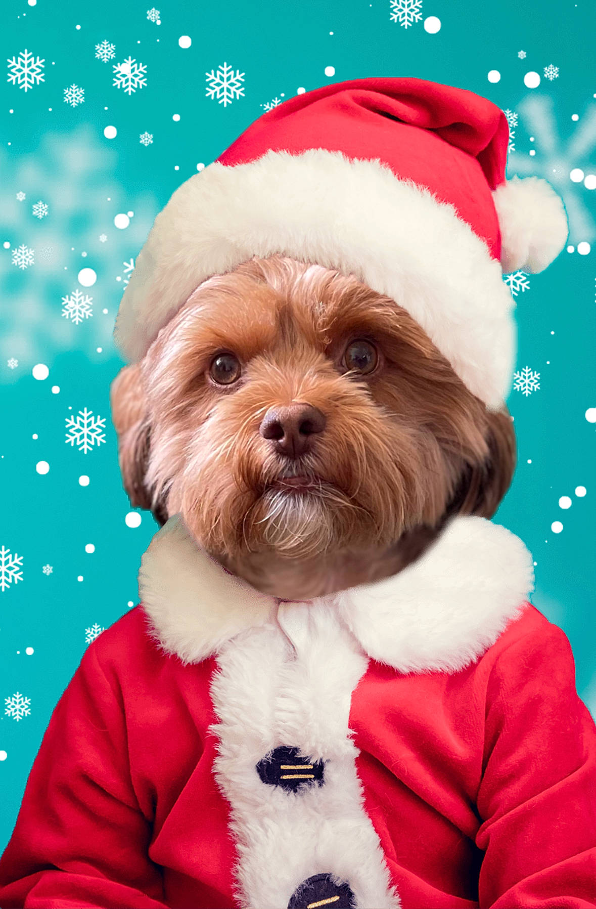 Shelby joined the competition — help win amazing prizes! canidae, carnivore, child, christmas, christmas_eve, companion_dog, dog, event, fictional_character, fun, fur, happy, holiday, illustration, ornament, santa_claus, snout, sporting_group, toy_dog, winter