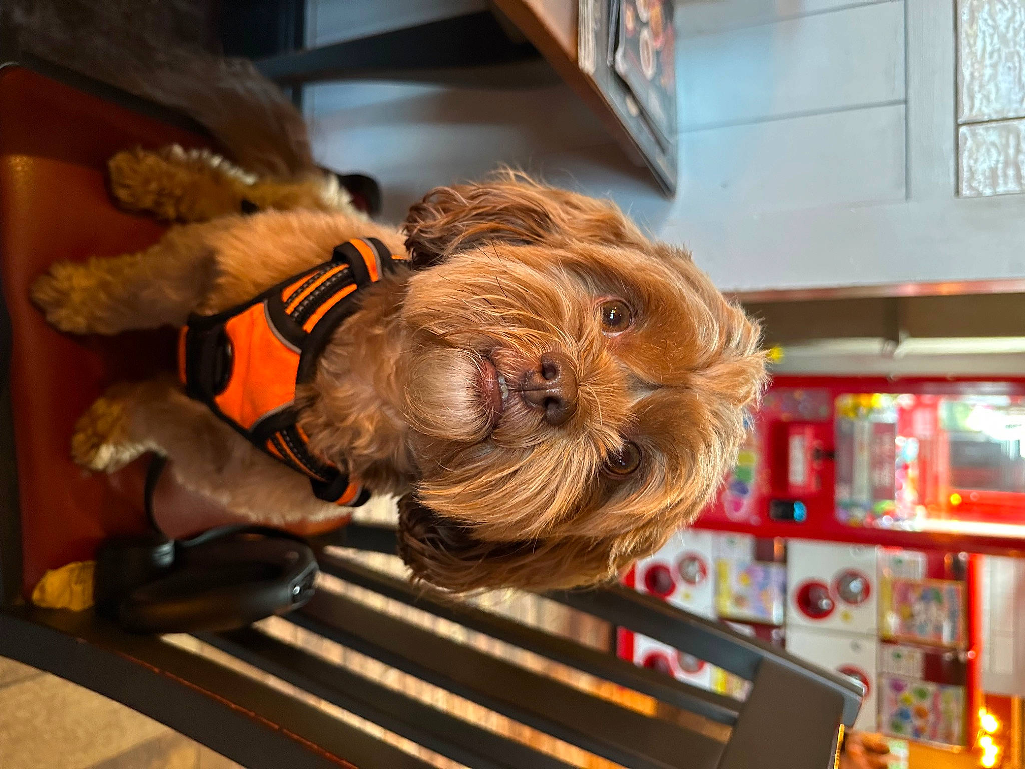 Shelby is registered to the contest to win money with this photo: art, canidae, carnivore, chewbacca, companion_dog, dog, dog_breed, dog_clothes, flooring, fun, fur, machine, mammal, metal, snout, sporting_group, wood, working_animal
