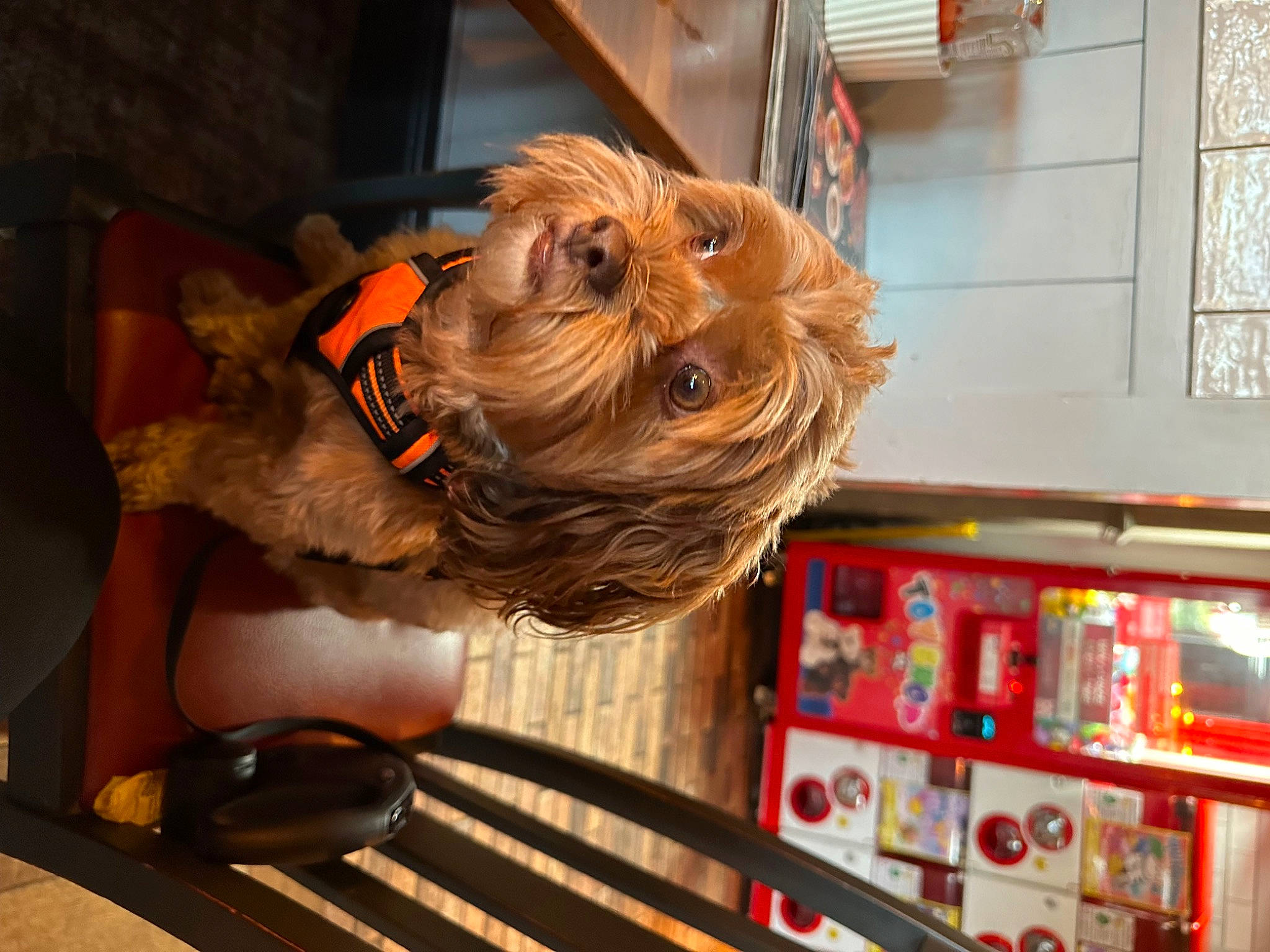 Shelby joined the competition — help win amazing prizes! canidae, carnivore, collar, companion_dog, dog, dog_breed, dog_clothes, dog_collar, dog_supply, fawn, fur, machine, pet_supply, small_terrier, snout, sporting_group, terrier, toy_dog, wood, working_animal