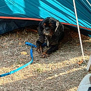 Mira participe au concours pour gagner de l'argent avec cette photo : animal, black_dog, brown_dog, canine, curious, dog, dry_grass, footwear, grass, leash, outdoor, pet, relaxation, resting, shade, small_dog, summer, sunlight, tent, tent_pole
