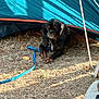 animal, black_dog, brown_dog, canine, curious, dog, dry_grass, footwear, grass, leash, outdoor, pet, relaxation, resting, shade, small_dog, summer, sunlight, tent, tent_pole