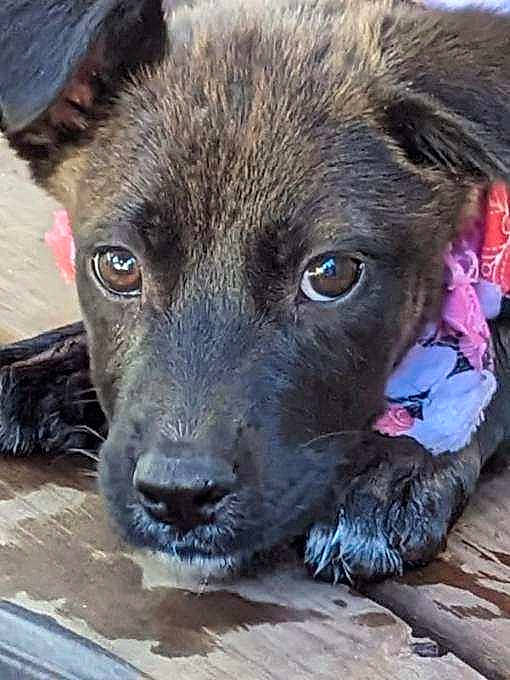 Maddie joined the competition — help win amazing prizes! ancient_dog_breeds, borador, canidae, carnivore, collar, companion_dog, dog, dog_breed, fawn, fur, guard_dog, liver, puppy, snout, sporting_group, street_dog, terrestrial_animal, whiskers, working_animal, working_dog