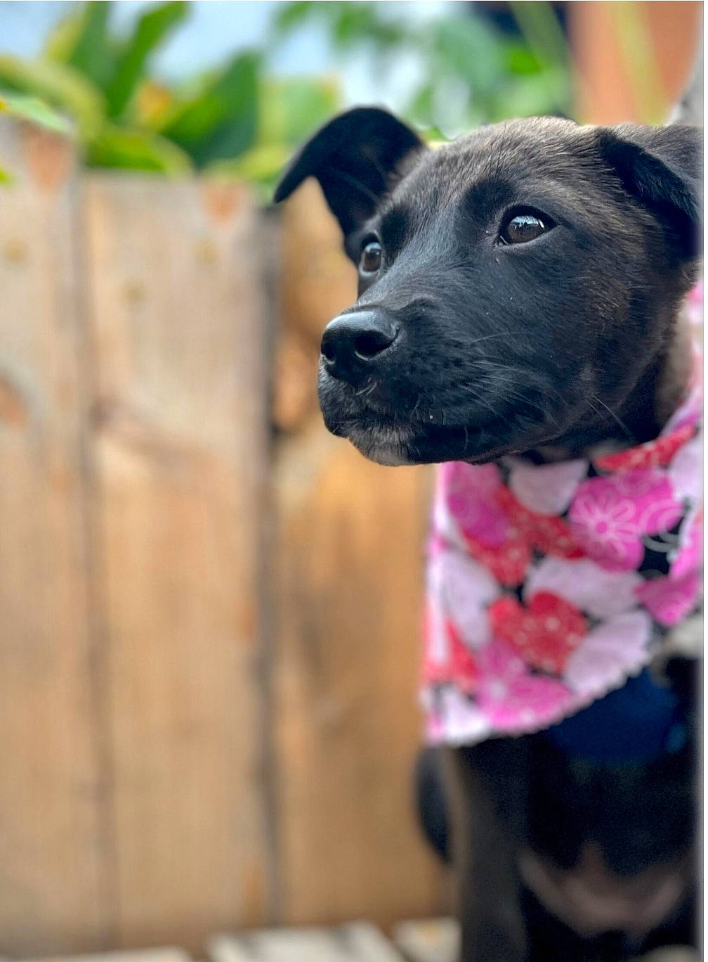 Maddie joined the competition — help win amazing prizes! carnivore, collar, companion_dog, dog, dog_breed, fawn, fur, magenta, non_sporting_group, pet_supply, plant, purple, snout, sporting_group, terrestrial_animal, whiskers, working_animal