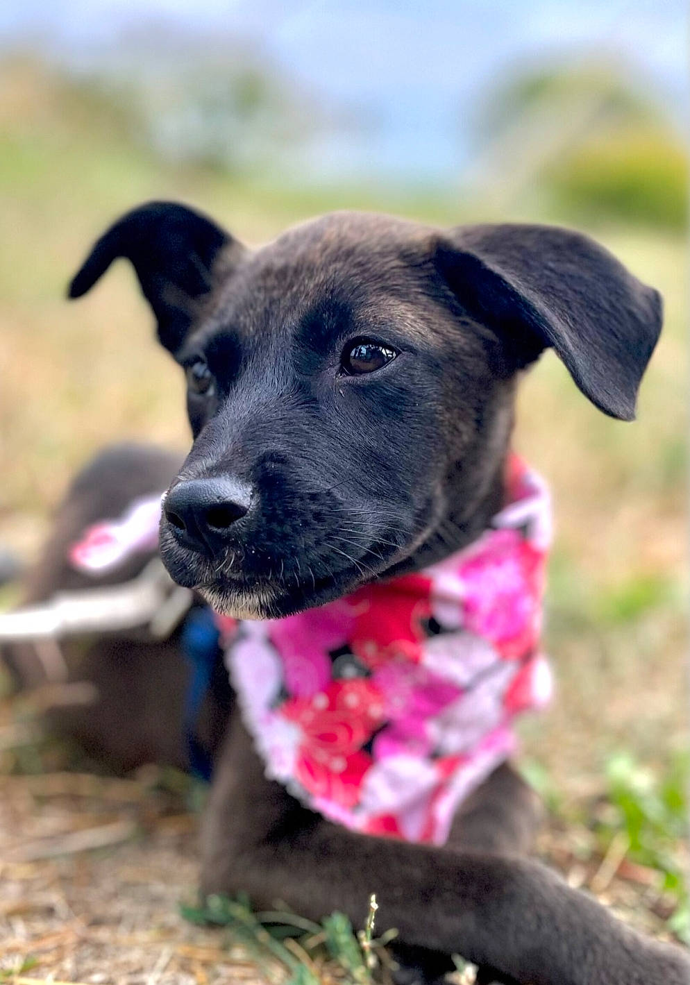 Maddie is registered to the contest to win money with this photo: borador, carnivore, collar, companion_dog, dog, dog_breed, dog_collar, dog_supply, electric_blue, grass, guard_dog, mammal, pet_supply, plant, snout, sporting_group, vertebrate, working_animal, working_dog