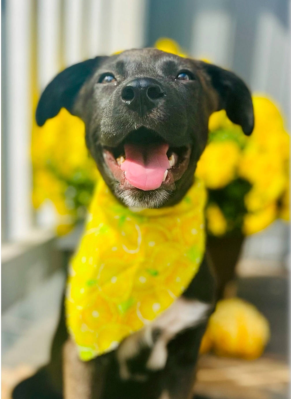 Maddie is registered to the contest to win money with this photo: ball, canidae, carnivore, collar, companion_dog, dog, dog_breed, dog_collar, dog_supply, fawn, guard_dog, pet_supply, plant, snout, sporting_group, sports_toy, whiskers, working_animal, working_dog, yellow