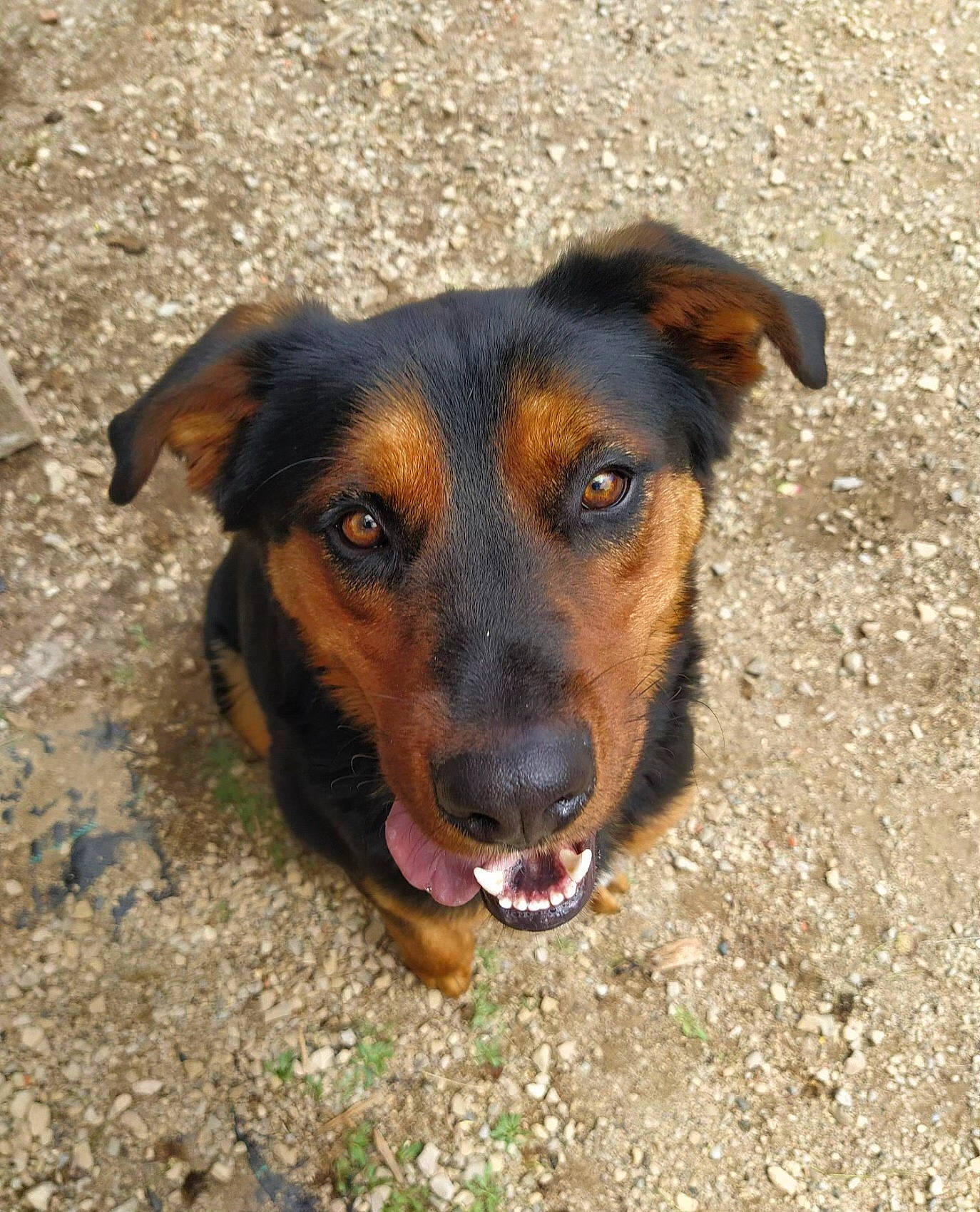 Orton a rejoint le concours — aidez-le/la à gagner de superbes lots ! canidae, carnivore, companion_dog, dog, dog_breed, grass, herding_dog, plant, snout, sporting_group, street_dog, terrestrial_animal, whiskers, working_animal, working_dog