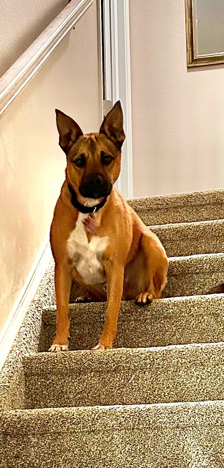 Cooper joined the competition — help win amazing prizes! ancient_dog_breeds, brown, carnivore, collar, companion_dog, dog, dog_breed, dog_collar, fawn, fixture, flooring, liver, pet_supply, snout, sporting_group, stairs, tail, whiskers, wood, working_animal
