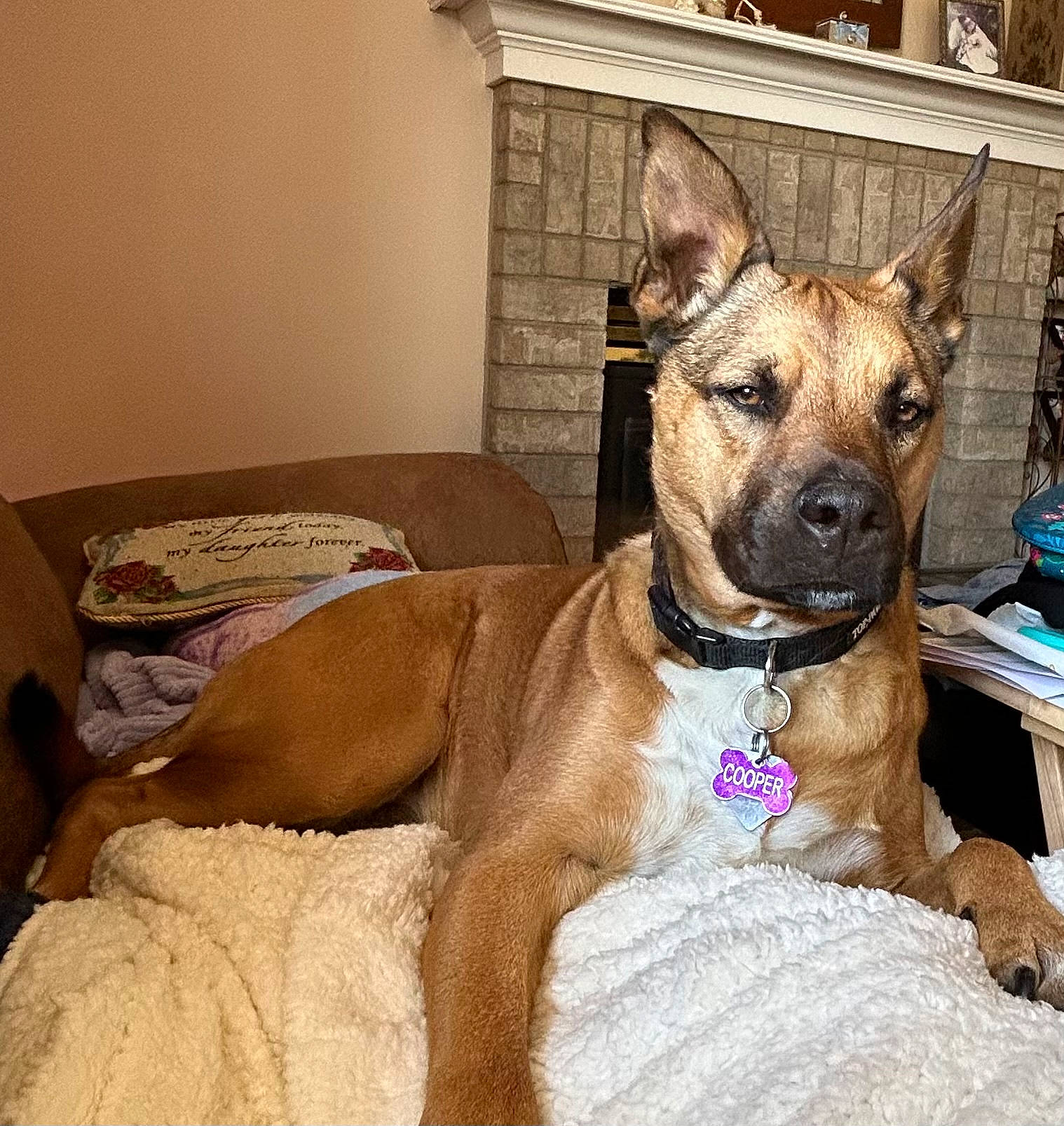 Cooper is registered to the contest to win money with this photo: canidae, carnivore, collar, comfort, companion_dog, dog, dog_breed, dog_collar, dog_supply, fawn, giant_dog_breed, guard_dog, liver, non_sporting_group, pet_supply, snout, sporting_group, whiskers, working_animal, working_dog