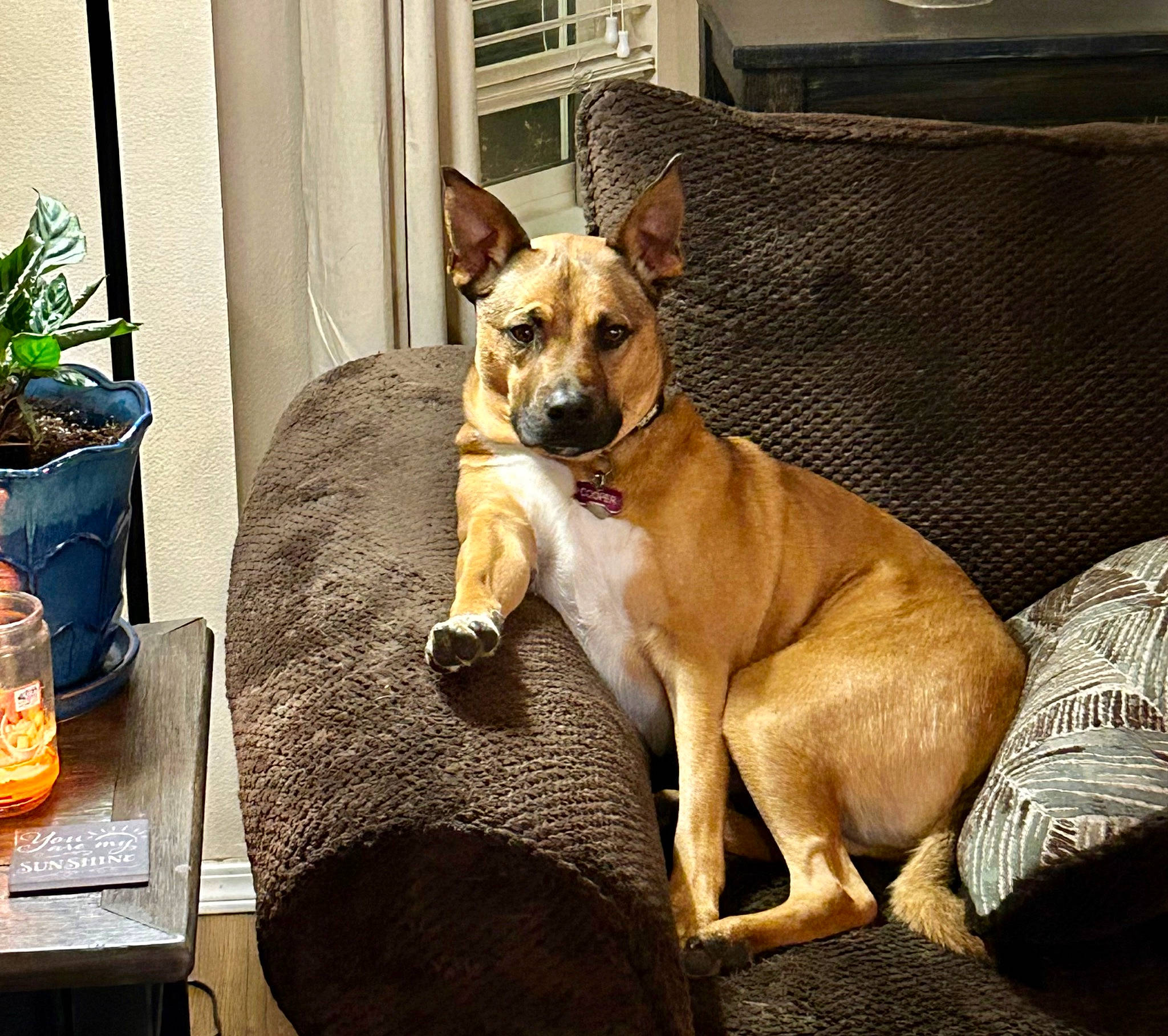 Cooper joined the competition — help win amazing prizes! beer, canidae, carnivore, collar, comfort, companion_dog, dog, dog_breed, dog_supply, door, fawn, flowerpot, hardwood, houseplant, plant, snout, sporting_group, table, tail, whiskers