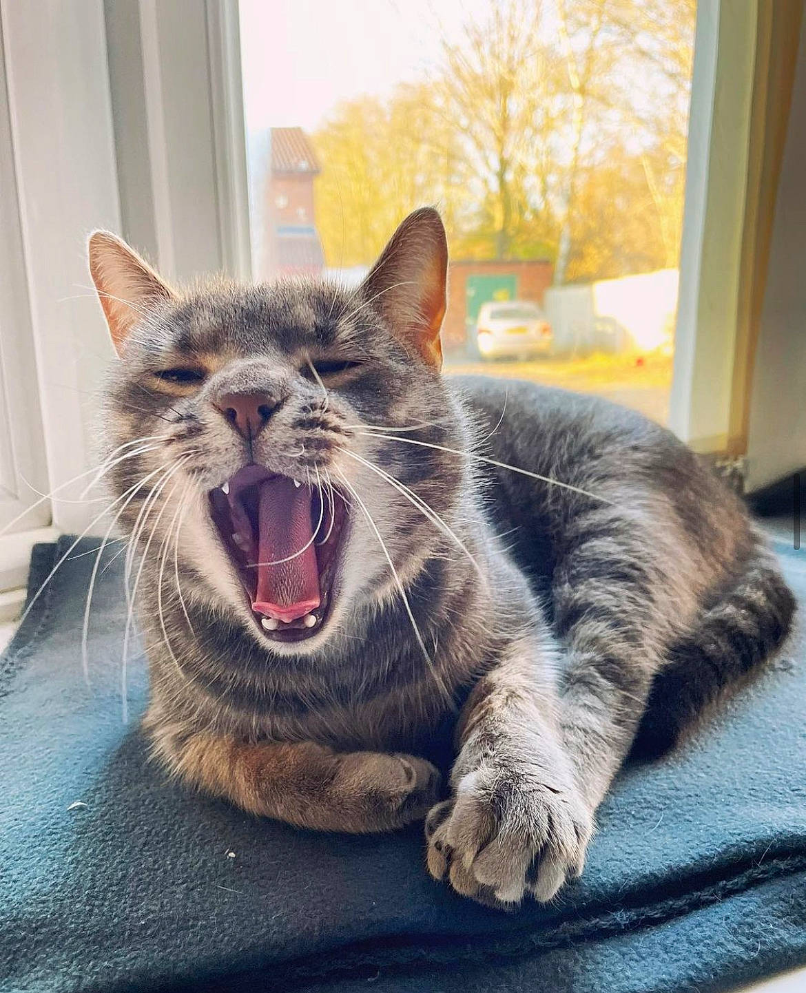 Haru joined the competition — help win amazing prizes! carnivore, cat, comfort, domestic_short_haired_cat, eye, fang, felidae, fur, grey, head, jaw, paw, roar, sitting, small_to_medium_sized_cats, snout, terrestrial_animal, whiskers, window, yawn