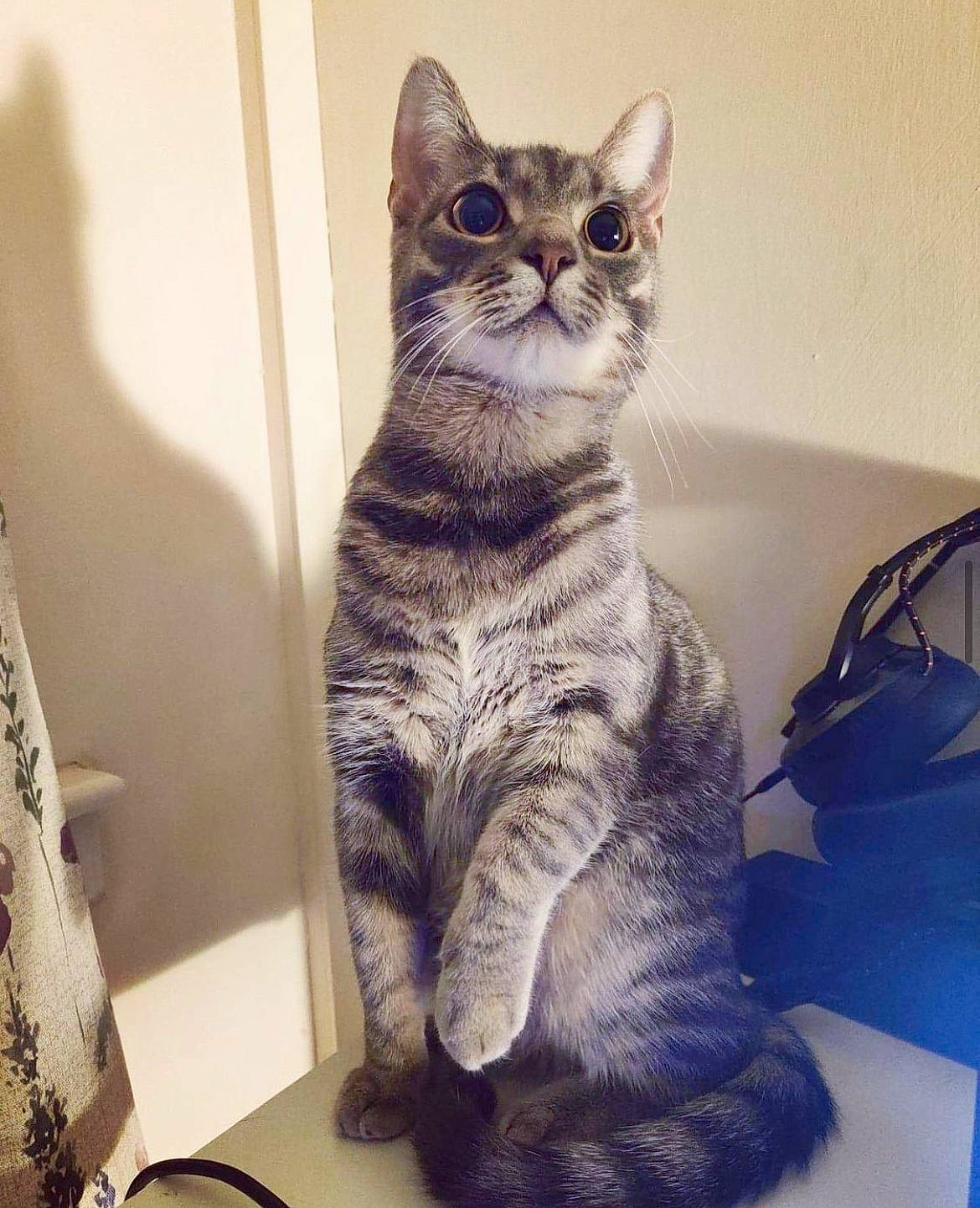 Haru is registered to the contest to win money with this photo: carnivore, cat, comfort, domestic_short_haired_cat, eye, felidae, fur, grey, pattern, paw, sitting, small_to_medium_sized_cats, snout, tail, whiskers, window