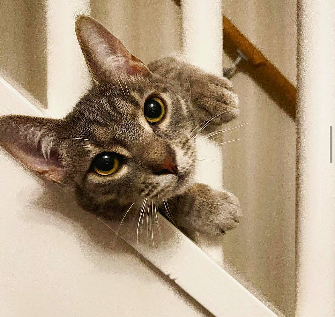 Haru is registered to the contest to win money with this photo: box, carnivore, cat, cat_supply, claw, domestic_short_haired_cat, ear, felidae, fur, paw, photo_caption, small_to_medium_sized_cats, snout, whiskers, window