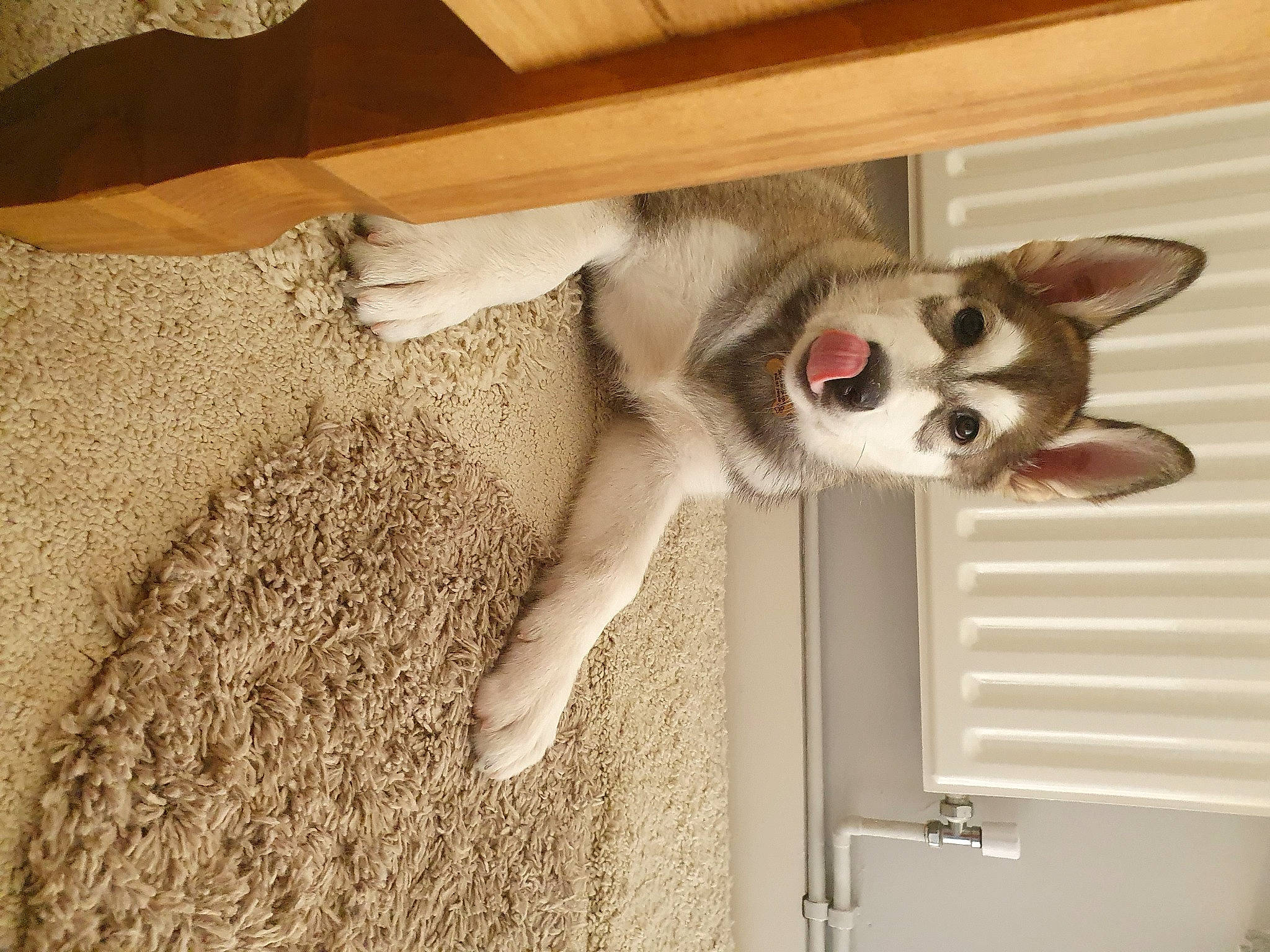 Bumble is registered to the contest to win money with this photo: alaskan_klee_kai, canidae, carnivore, cat, dog, dog_breed, ear, fawn, mammal, paw, puppy, siberian_husky, snout, tail, whiskers