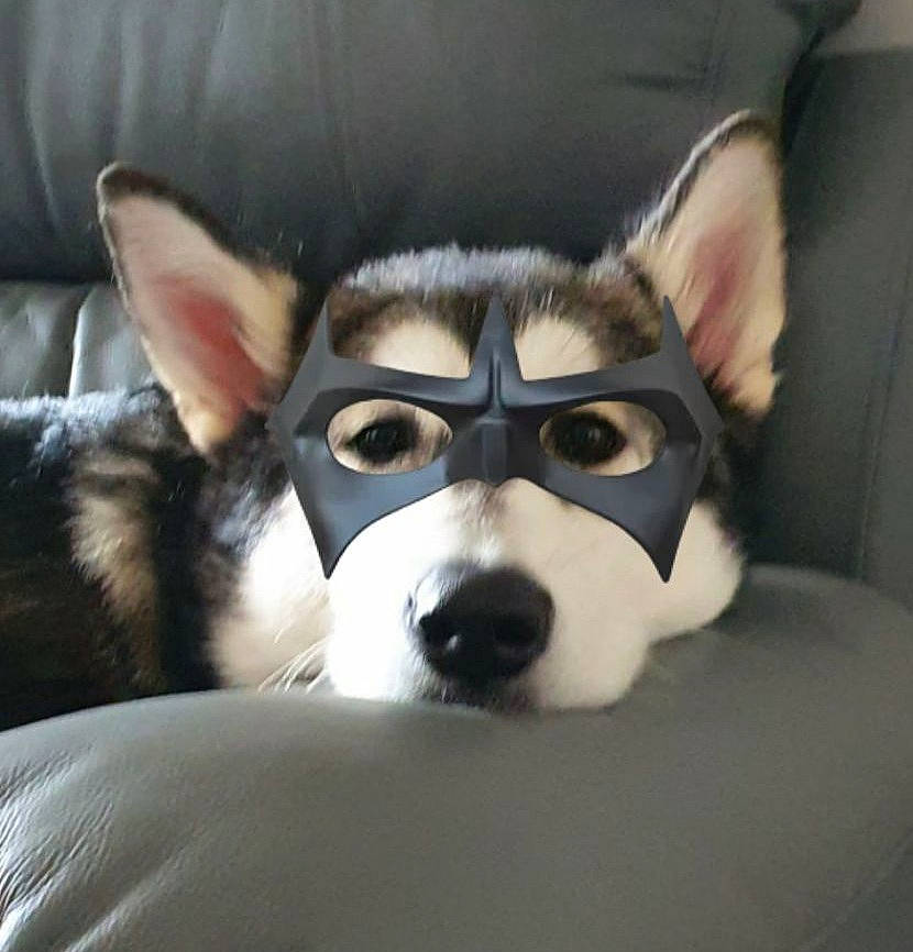 Bumble joined the competition — help win amazing prizes! alaskan_klee_kai, alaskan_malamute, canidae, carnivore, dog, dog_breed, eye, fur, head, mammal, miniature_siberian_husky, northern_inuit_dog, nose, sakhalin_husky, seppala_siberian_sleddog, siberian_husky, sled_dog, snout, vertebrate, wolfdog