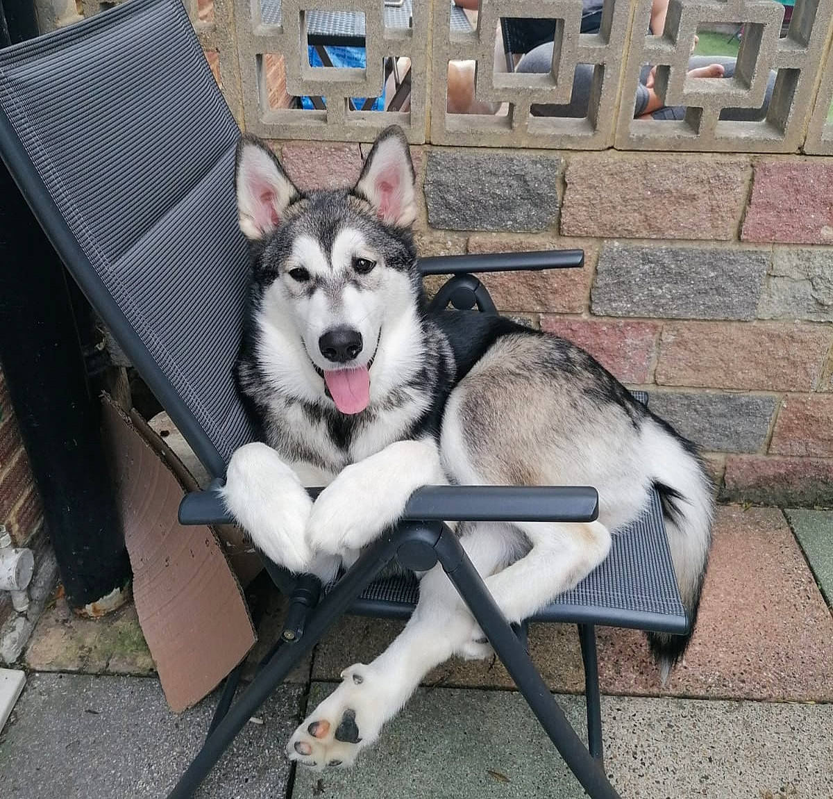 Bumble joined the competition — help win amazing prizes! alaskan_klee_kai, alaskan_malamute, canidae, carnivore, dog, dog_breed, jamthund, mammal, miniature_siberian_husky, native_american_indian_dog, northern_inuit_dog, saarloos_wolfdog, sakhalin_husky, seppala_siberian_sleddog, siberian_husky, sled_dog, snout, tamaskan_dog, vertebrate, wolfdog
