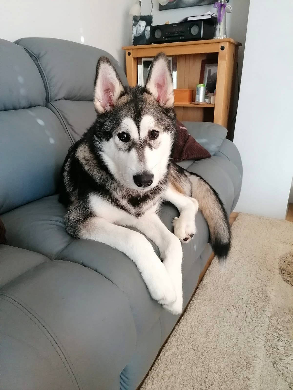 Bumble joined the competition — help win amazing prizes! alaskan_klee_kai, alaskan_malamute, canadian_eskimo_dog, canidae, carnivore, dog, dog_breed, mammal, miniature_siberian_husky, native_american_indian_dog, northern_inuit_dog, sakhalin_husky, seppala_siberian_sleddog, siberian_husky, sled_dog, snout, tamaskan_dog, vertebrate, wolfdog, working_dog