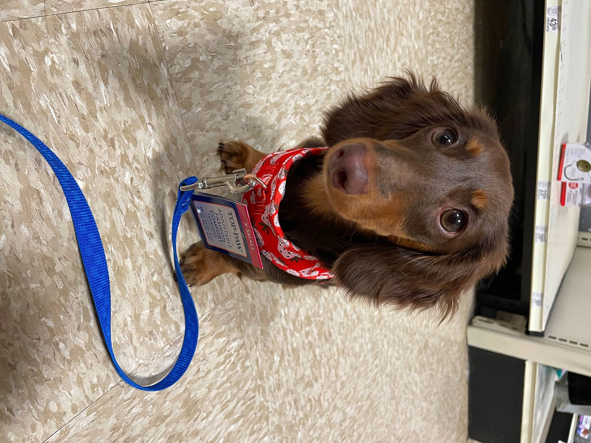 Nestle is registered to the contest to win money with this photo: bridle, carnivore, collar, companion_dog, dog, dog_breed, dog_collar, dog_supply, electric_blue, fawn, fur, hat, horse_tack, leash, liver, pack_animal, pet_supply, retriever, whiskers, working_animal