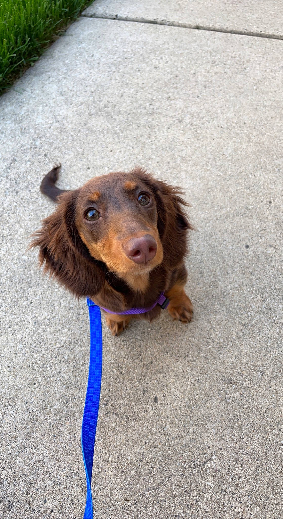 Nestle joined the competition — help win amazing prizes! canidae, carnivore, cocker_spaniel, collar, companion_dog, dog, dog_breed, dog_collar, eye, fawn, fur, gun_dog, hair, leash, liver, snout, spaniel, sporting_group, whiskers, working_animal