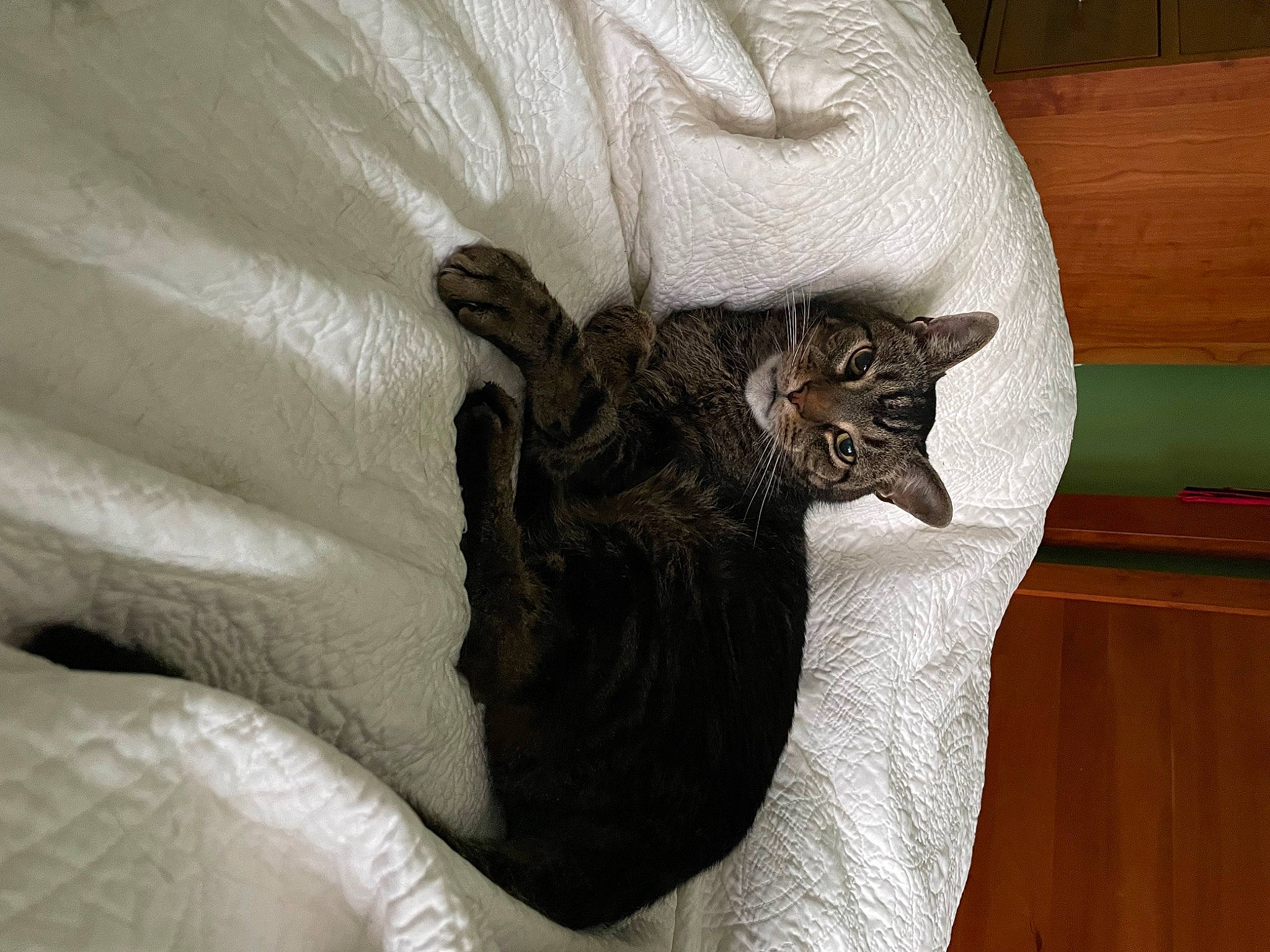 Sir Podge J Pantaloons is registered to the contest to win money with this photo: bedding, carnivore, cat, cat_bed, cat_supply, claw, comfort, domestic_short_haired_cat, duvet, felidae, fur, grey, hardwood, linens, paw, small_to_medium_sized_cats, tail, terrestrial_animal, whiskers, wood