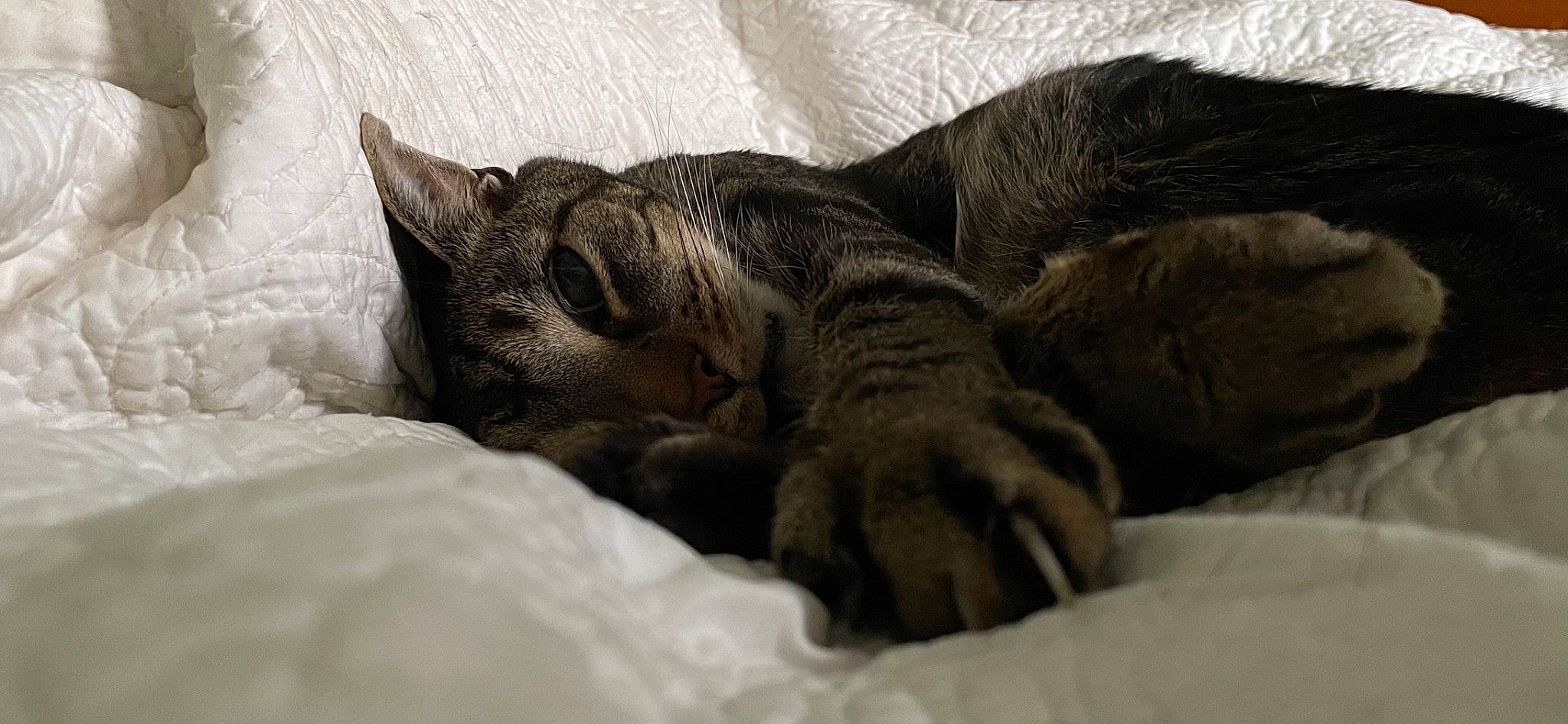 Sir Podge J Pantaloons joined the competition — help win amazing prizes! bed, bedding, carnivore, cat, claw, comfort, domestic_short_haired_cat, felidae, fur, gesture, grey, linens, nap, paw, small_to_medium_sized_cats, snout, tail, terrestrial_animal, whiskers, wildlife