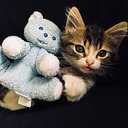 Wesh Santini-rodier a rejoint le concours — aidez-le/la à gagner de superbes lots ! american_wirehair, carnivoran, cat, cat_like_mammal, domestic_short_haired_cat, fur, kitten, mammal, paw, small_to_medium_sized_cats, vertebrate, whiskers