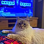 cat, fluffy, indoor, blanket, colorful, embroidery, furniture, television, blurred_background, pet, relaxed, animal, cozy, living_room, soft_lighting, cute, portrait, whiskers, domestic_cat, resting