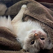 Vadrouille participe au concours pour gagner de l'argent avec cette photo : cat, fluffy, blanket, cozy, fur, whiskers, cute, pet, animal, soft, relaxing, indoor, sleepy, comfort, closeup, cute_animal, mammal, feline, resting, warm