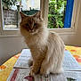 cat, fluffy, indoor, newspaper, table, window, plants, greenery, curious, blue_eyes, domestic_cat, animal, pet, feline, sitting, tablecloth, natural_light, home, cozy, portrait