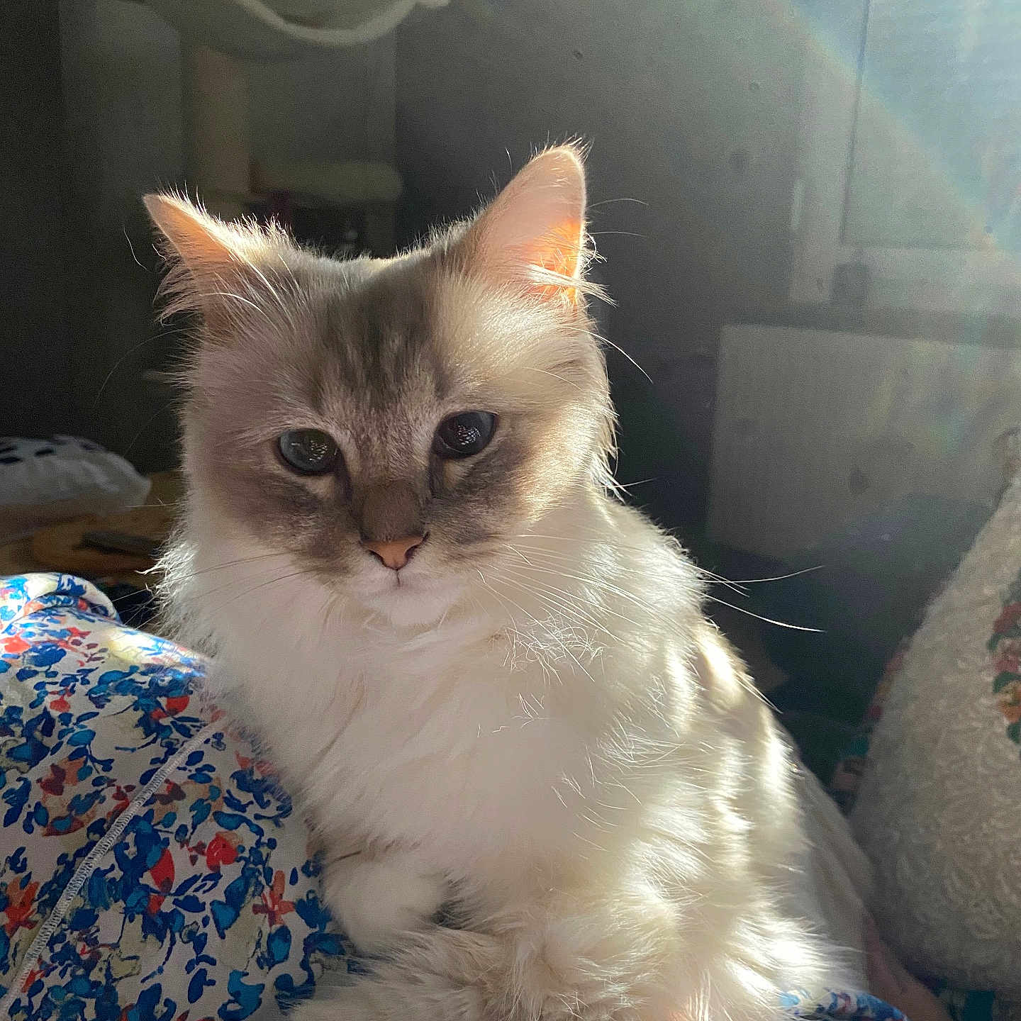 Vadrouille a rejoint le concours — aidez-le/la à gagner de superbes lots ! animal, cat, cat_tree, colorful, cozy, cute, ears, feline, fluffy, fur, home, indoor, lens_flare, patterned_fabric, pet, relaxed, resting, soft_light, sunlight, whiskers