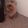 Charlie is registered to the contest to win money with this photo: dog, fluffy, carpet, indoor, pet, fur, canine, animal, door, brown, standing, side_view, house, domestic, tail, quiet, room, furniture, cozy, soft